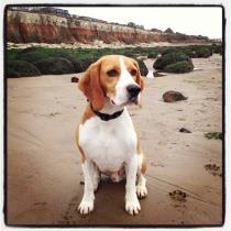 Share your favourite pet pictures for a chance to win £100 John Lewis voucher and copies of Jacqueline Wilson's Paws and Whiskers