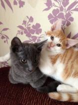 Share your favourite pet pictures for a chance to win £100 John Lewis voucher and copies of Jacqueline Wilson's Paws and Whiskers