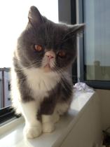 Share your favourite pet pictures for a chance to win £100 John Lewis voucher and copies of Jacqueline Wilson's Paws and Whiskers