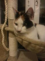 Share your favourite pet pictures for a chance to win £100 John Lewis voucher and copies of Jacqueline Wilson's Paws and Whiskers