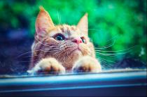 Share your favourite pet pictures for a chance to win £100 John Lewis voucher and copies of Jacqueline Wilson's Paws and Whiskers