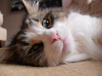 Share your favourite pet pictures for a chance to win £100 John Lewis voucher and copies of Jacqueline Wilson's Paws and Whiskers