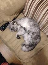Share your favourite pet pictures for a chance to win £100 John Lewis voucher and copies of Jacqueline Wilson's Paws and Whiskers