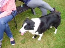 Share your favourite pet pictures for a chance to win £100 John Lewis voucher and copies of Jacqueline Wilson's Paws and Whiskers