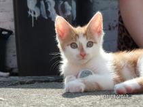 Share your favourite pet pictures for a chance to win £100 John Lewis voucher and copies of Jacqueline Wilson's Paws and Whiskers
