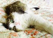 Share your favourite pet pictures for a chance to win £100 John Lewis voucher and copies of Jacqueline Wilson's Paws and Whiskers