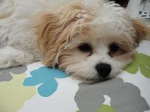 Share your favourite pet pictures for a chance to win £100 John Lewis voucher and copies of Jacqueline Wilson's Paws and Whiskers