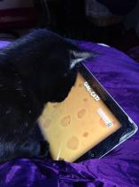 Share your favourite pet pictures for a chance to win £100 John Lewis voucher and copies of Jacqueline Wilson's Paws and Whiskers