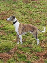 Share your favourite pet pictures for a chance to win £100 John Lewis voucher and copies of Jacqueline Wilson's Paws and Whiskers