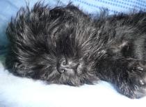 Share your favourite pet pictures for a chance to win £100 John Lewis voucher and copies of Jacqueline Wilson's Paws and Whiskers