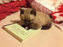 Share your favourite pet pictures for a chance to win £100 John Lewis voucher and copies of Jacqueline Wilson's Paws and Whiskers