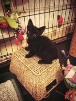 Share your favourite pet pictures for a chance to win £100 John Lewis voucher and copies of Jacqueline Wilson's Paws and Whiskers