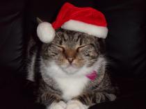Share your favourite pet pictures for a chance to win £100 John Lewis voucher and copies of Jacqueline Wilson's Paws and Whiskers