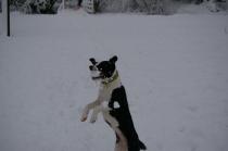 Share your favourite pet pictures for a chance to win £100 John Lewis voucher and copies of Jacqueline Wilson's Paws and Whiskers