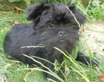 Share your favourite pet pictures for a chance to win £100 John Lewis voucher and copies of Jacqueline Wilson's Paws and Whiskers