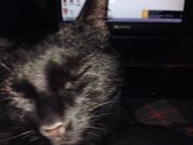 Share your favourite pet pictures for a chance to win £100 John Lewis voucher and copies of Jacqueline Wilson's Paws and Whiskers
