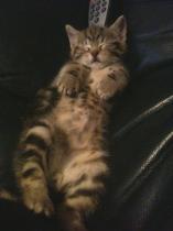 Share your favourite pet pictures for a chance to win £100 John Lewis voucher and copies of Jacqueline Wilson's Paws and Whiskers