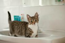 Share your favourite pet pictures for a chance to win £100 John Lewis voucher and copies of Jacqueline Wilson's Paws and Whiskers