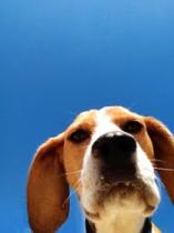Share your favourite pet pictures for a chance to win £100 John Lewis voucher and copies of Jacqueline Wilson's Paws and Whiskers