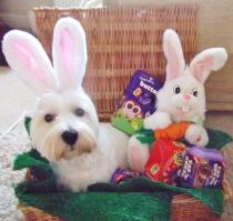 Share your favourite pet pictures for a chance to win £100 John Lewis voucher and copies of Jacqueline Wilson's Paws and Whiskers