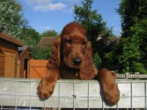 Share your favourite pet pictures for a chance to win £100 John Lewis voucher and copies of Jacqueline Wilson's Paws and Whiskers
