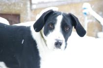 Share your favourite pet pictures for a chance to win £100 John Lewis voucher and copies of Jacqueline Wilson's Paws and Whiskers