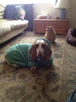 Share your favourite pet pictures for a chance to win £100 John Lewis voucher and copies of Jacqueline Wilson's Paws and Whiskers