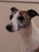 Share your favourite pet pictures for a chance to win £100 John Lewis voucher and copies of Jacqueline Wilson's Paws and Whiskers