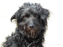 Share your favourite pet pictures for a chance to win £100 John Lewis voucher and copies of Jacqueline Wilson's Paws and Whiskers
