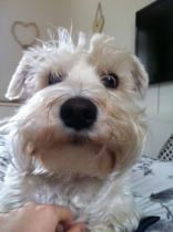 Share your favourite pet pictures for a chance to win £100 John Lewis voucher and copies of Jacqueline Wilson's Paws and Whiskers