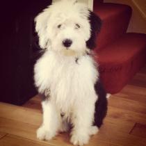 Share your favourite pet pictures for a chance to win £100 John Lewis voucher and copies of Jacqueline Wilson's Paws and Whiskers