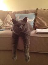 Share your favourite pet pictures for a chance to win £100 John Lewis voucher and copies of Jacqueline Wilson's Paws and Whiskers