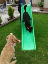 Share your favourite pet pictures for a chance to win £100 John Lewis voucher and copies of Jacqueline Wilson's Paws and Whiskers
