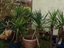 …if winter comes, can Spring be far behind? 2014 beckons us...
