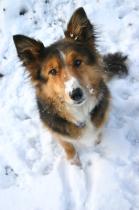 Share your favourite pet pictures for a chance to win £100 John Lewis voucher and copies of Jacqueline Wilson's Paws and Whiskers