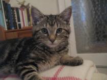 Share your favourite pet pictures for a chance to win £100 John Lewis voucher and copies of Jacqueline Wilson's Paws and Whiskers