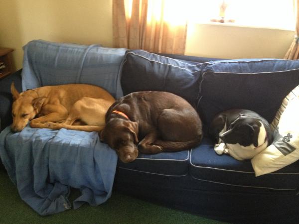Pets At Home is pulling.....