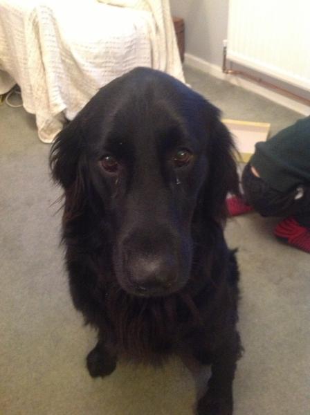 SHOW OFF YOUR DOGS! We can finally post photos here!