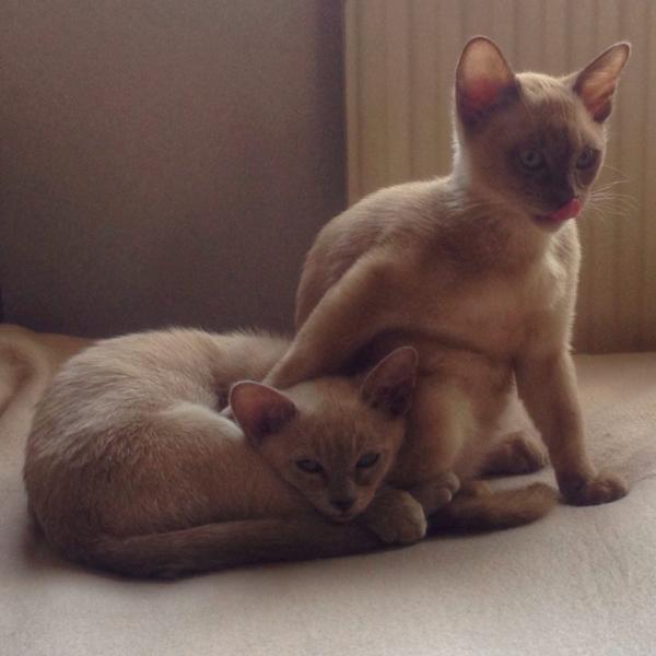 Share your favourite pet pictures for a chance to win £100 John Lewis voucher and copies of Jacqueline Wilson's Paws and Whiskers