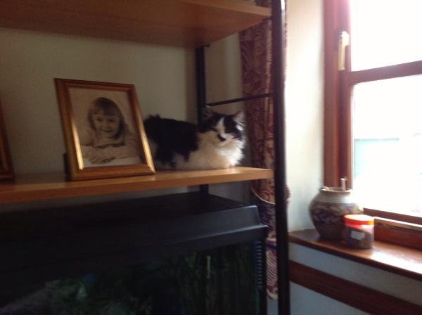 Thread to post photos of your cats