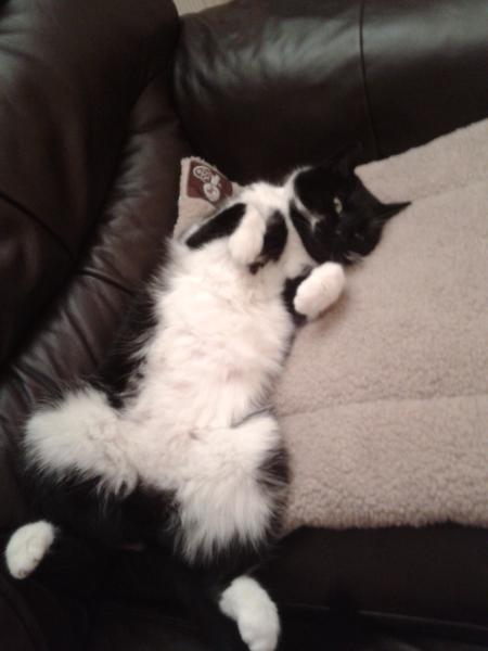 Thread to post photos of your cats