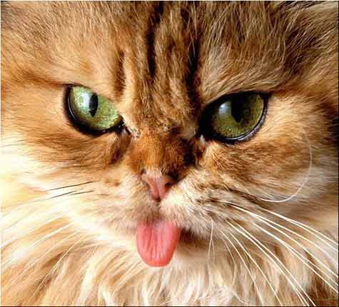 to think my neighbour is being incredibly unreasonable about our cat?
