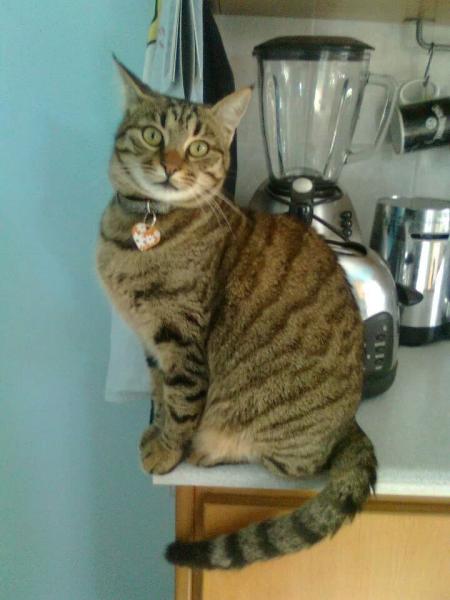 Showing off my lovely 14 year old rescue cat