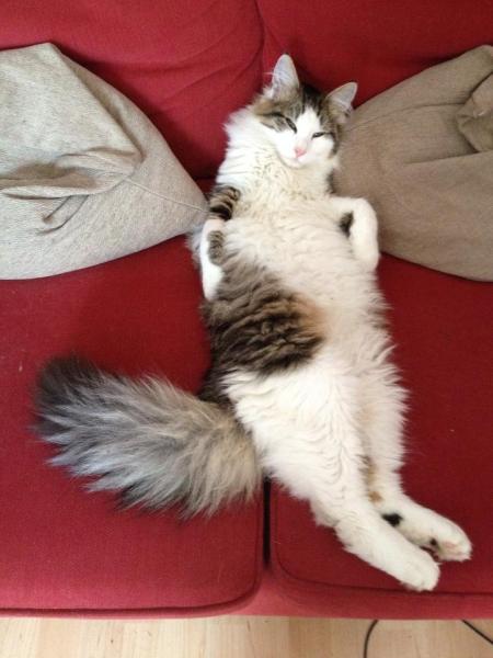 Thread to post photos of your cats