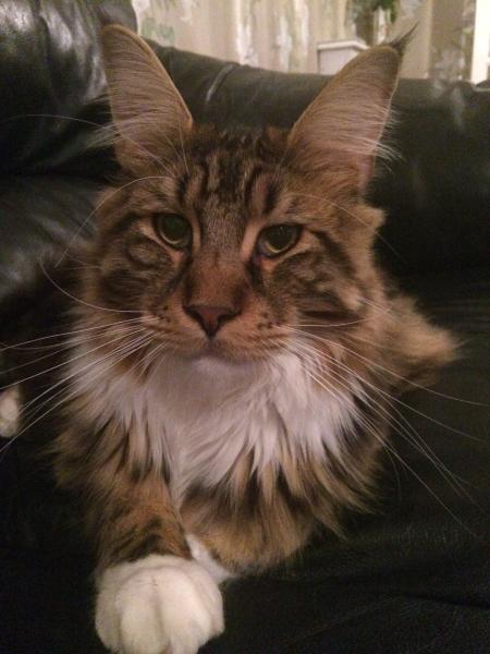 Thread to post photos of your cats