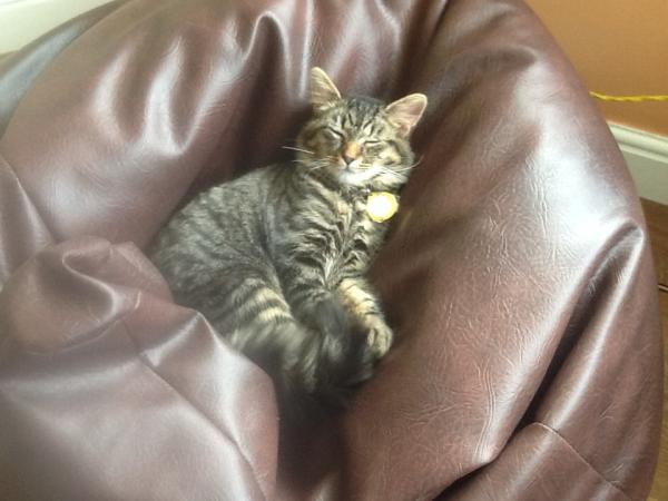 Thread to post photos of your cats