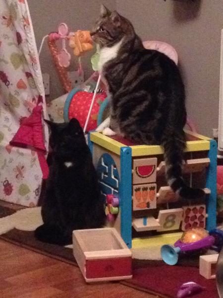 Thread to post photos of your cats