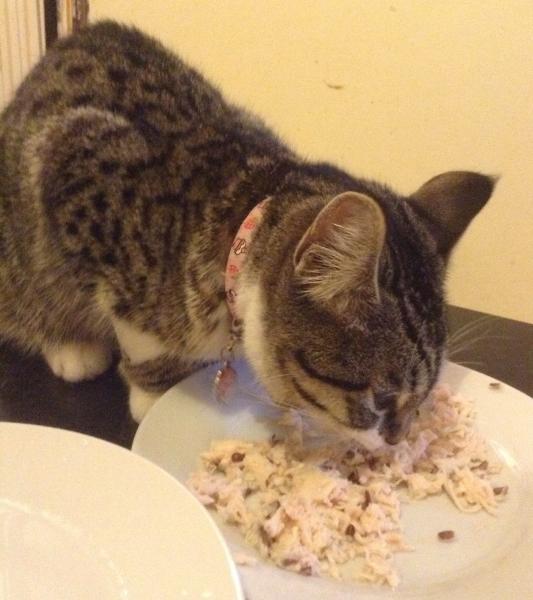 Kitten not eaten, today is the third day