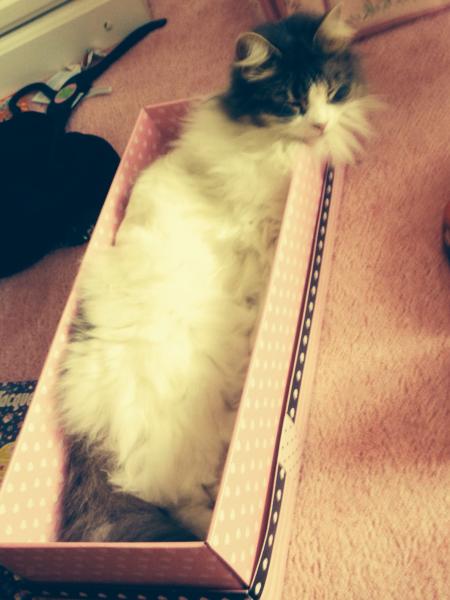 Thread to post photos of your cats
