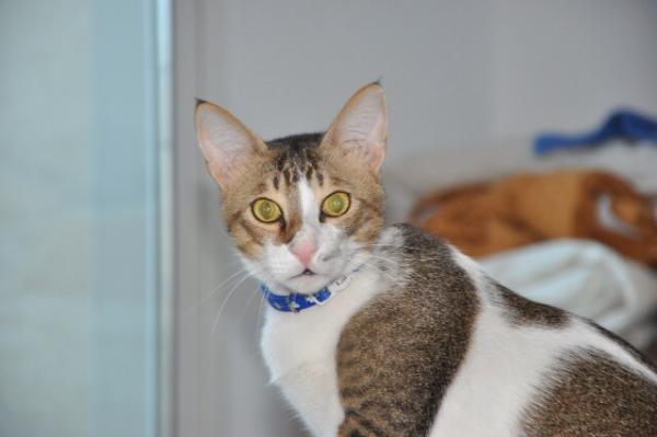 Thread to post photos of your cats